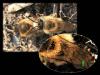 Colletes cunicularius
